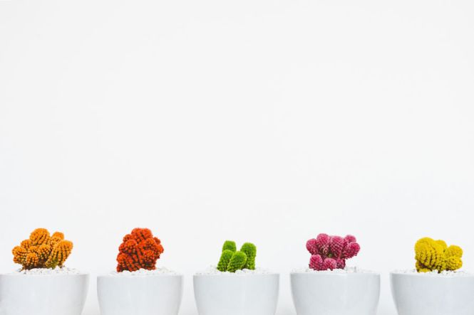 images/Dromen_die_daten_planten_foto.jpg